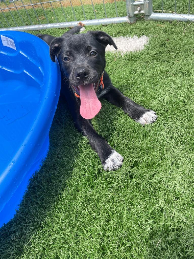 Patrick, a Adoptable mixed breed in Murphysboro, IL image 2/5