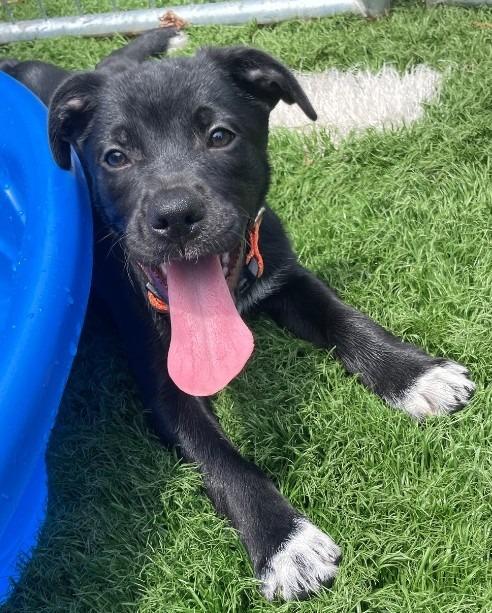 Patrick, a Adoptable mixed breed in Murphysboro, IL image 3/5