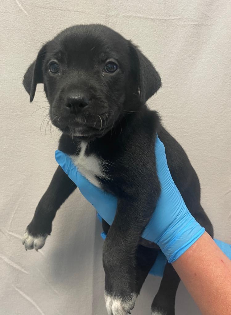 Patrick, a Adoptable mixed breed in Murphysboro, IL image 4/5