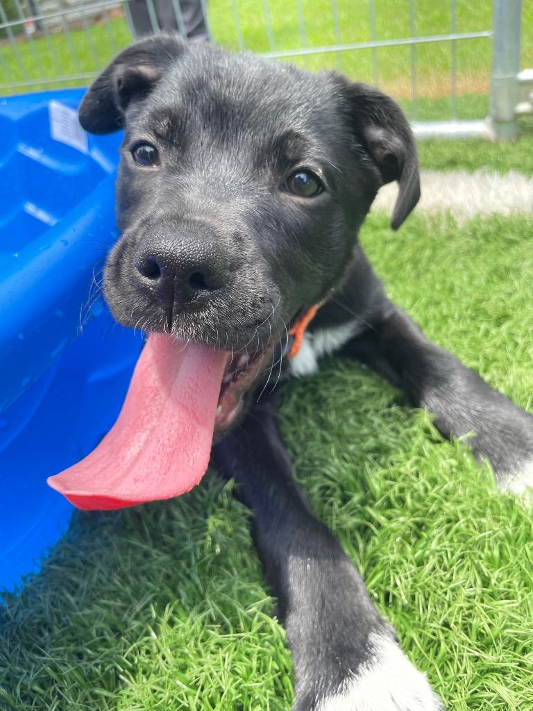 Patrick, a Adoptable mixed breed in Murphysboro, IL image 5/5