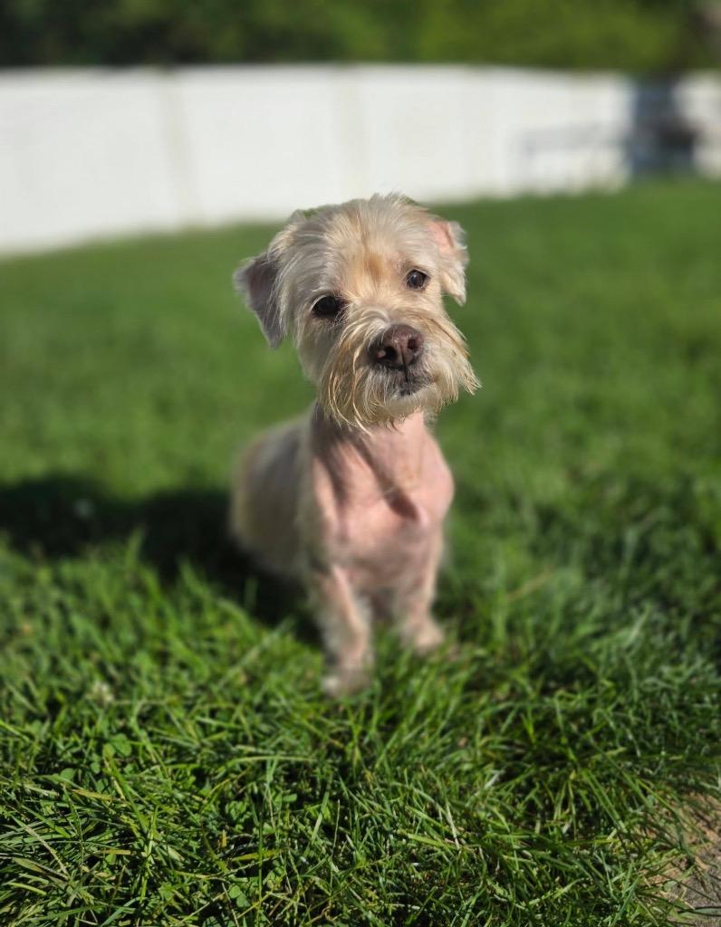Pierre, Adoptable, Adult Male Maltese.