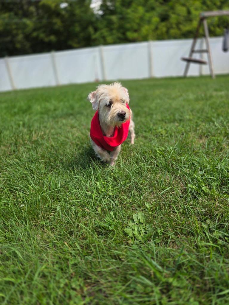 Pierre, Adoptable, Adult Male Maltese.