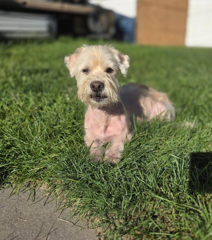 Enlarge Pierre, a Adoptable Maltese in Detroit, MI image 3/3