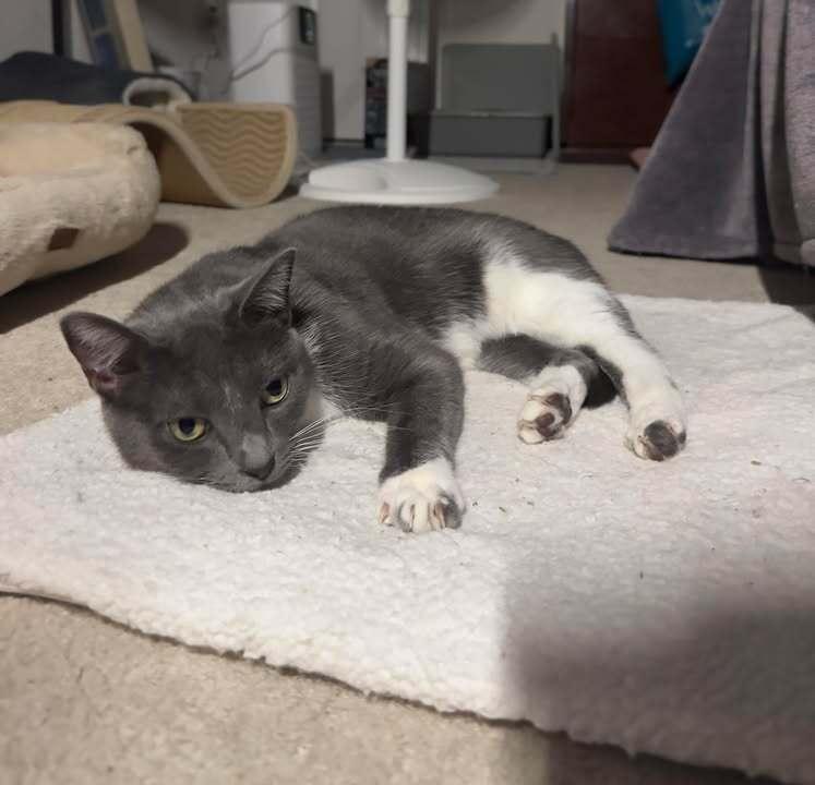 Roxy, Adoptable, Adult Female Domestic Short Hair.