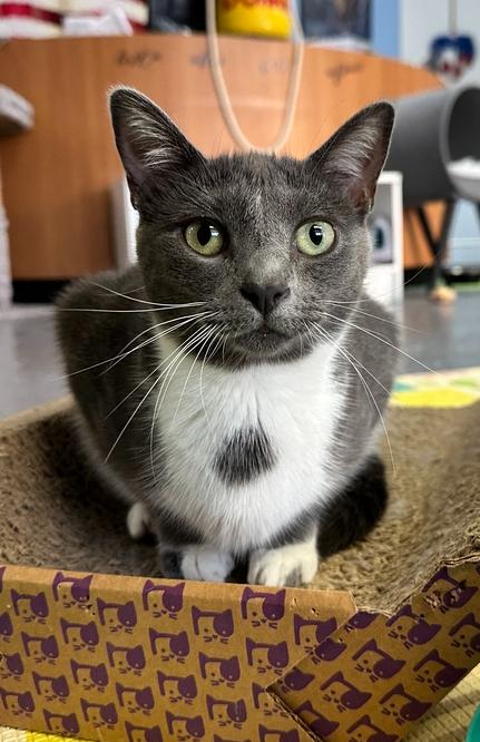 Roxy, Adoptable, Adult Female Domestic Short Hair.