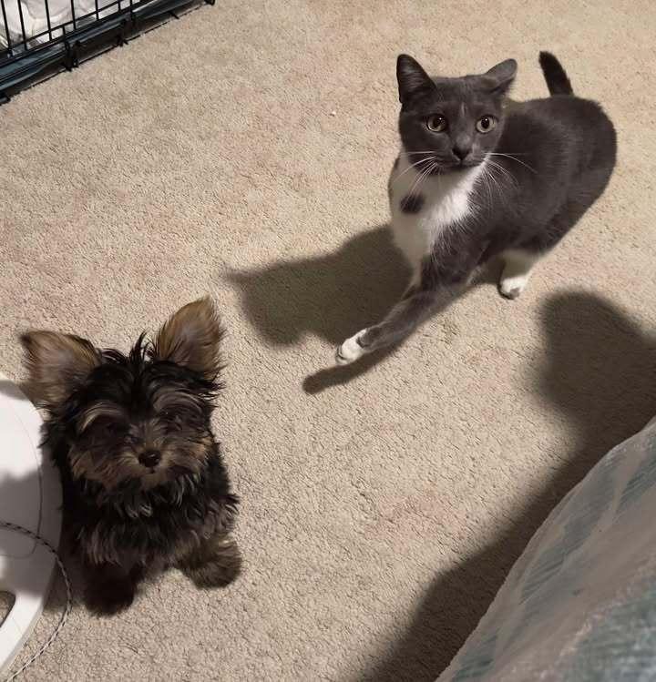 Roxy, Adoptable, Adult Female Domestic Short Hair.