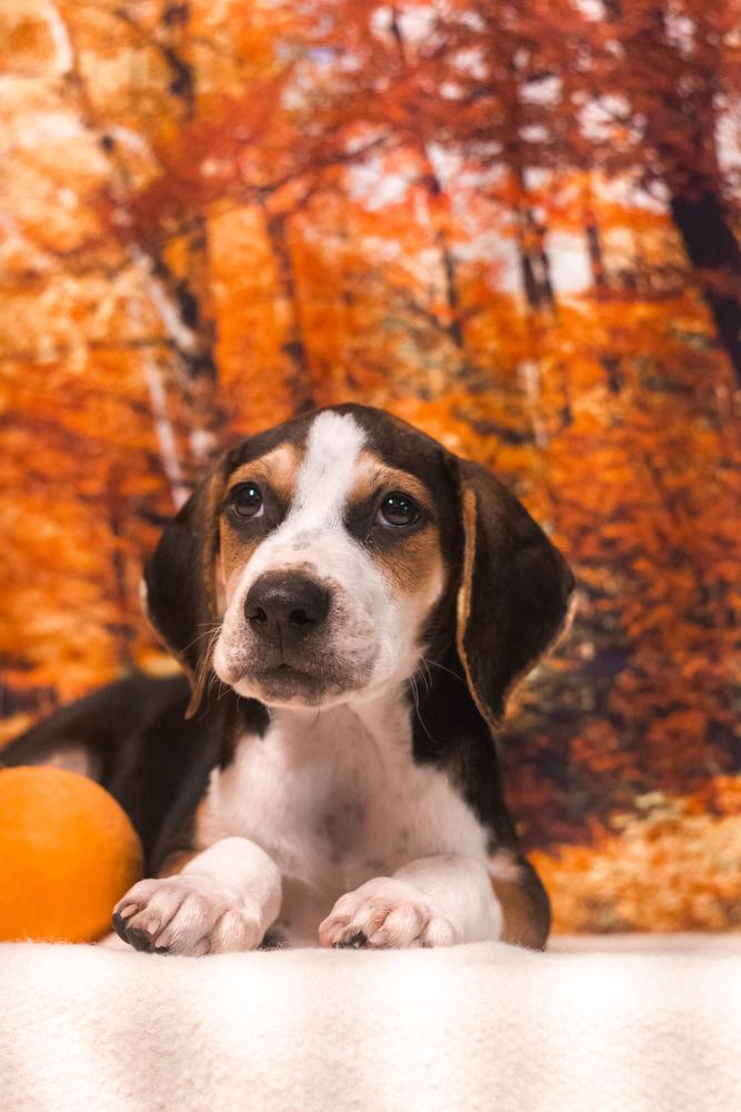 Enlarge Nicolas, a Adopted mixed breed in Dorr, MI image 1/3