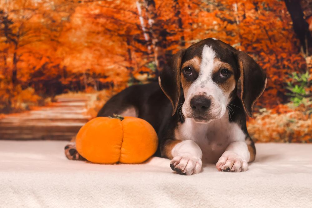 Enlarge Nicolas, a Adopted mixed breed in Dorr, MI image 3/3