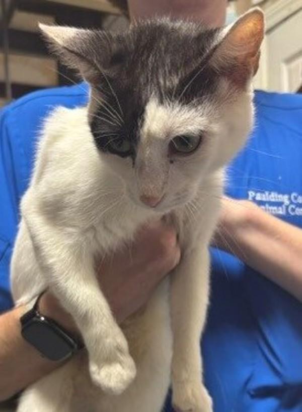 Enlarge 26-10-2876a Snow White, a Adoptable mixed breed in Dallas, GA image 1/1