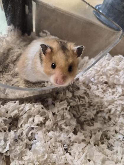 Enlarge Zap, a Adoptable Hamster in Montreal, QC image 1/1