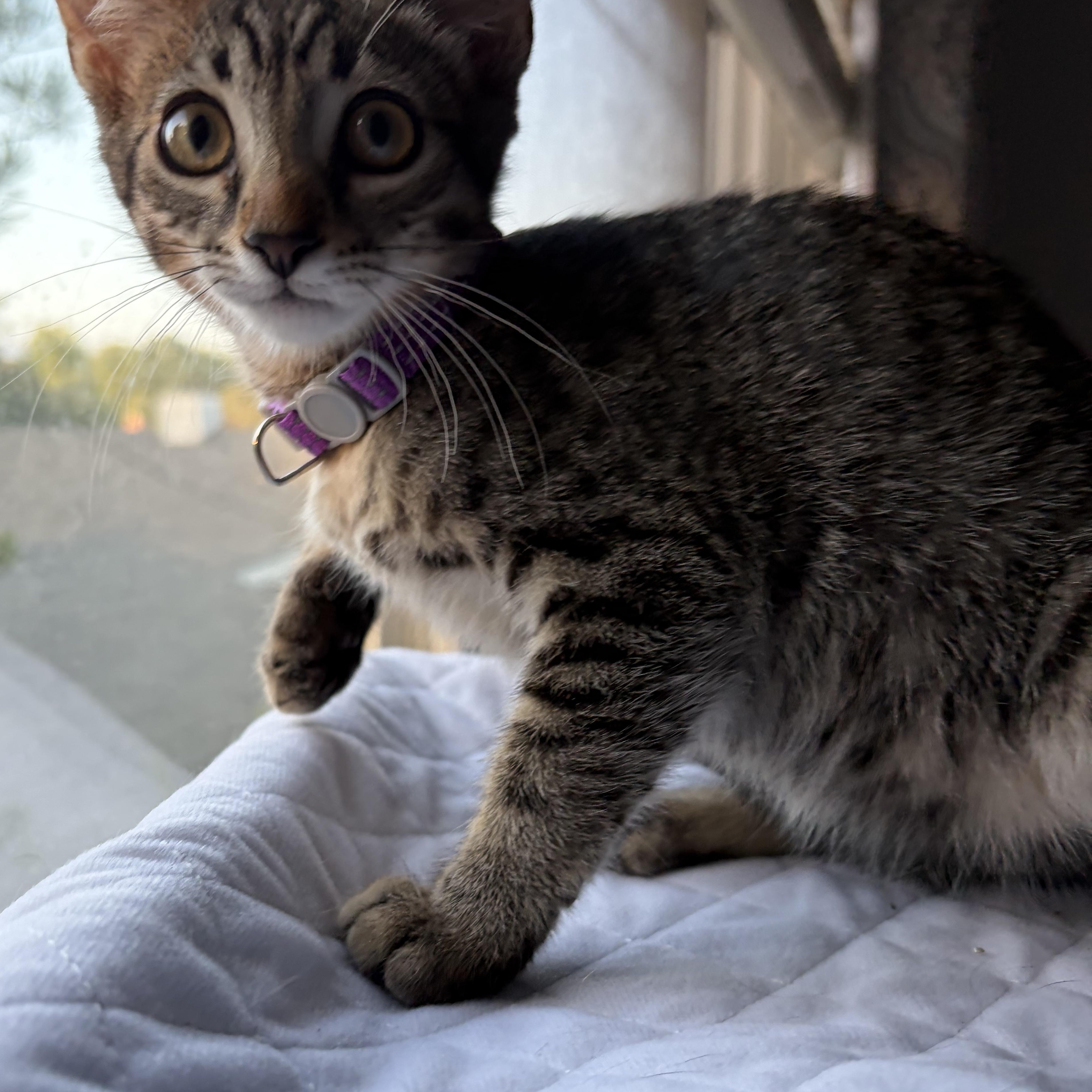Enlarge Kodiak (js/ao), a Adopted Domestic Short Hair in Los Angeles, CA image 3/3
