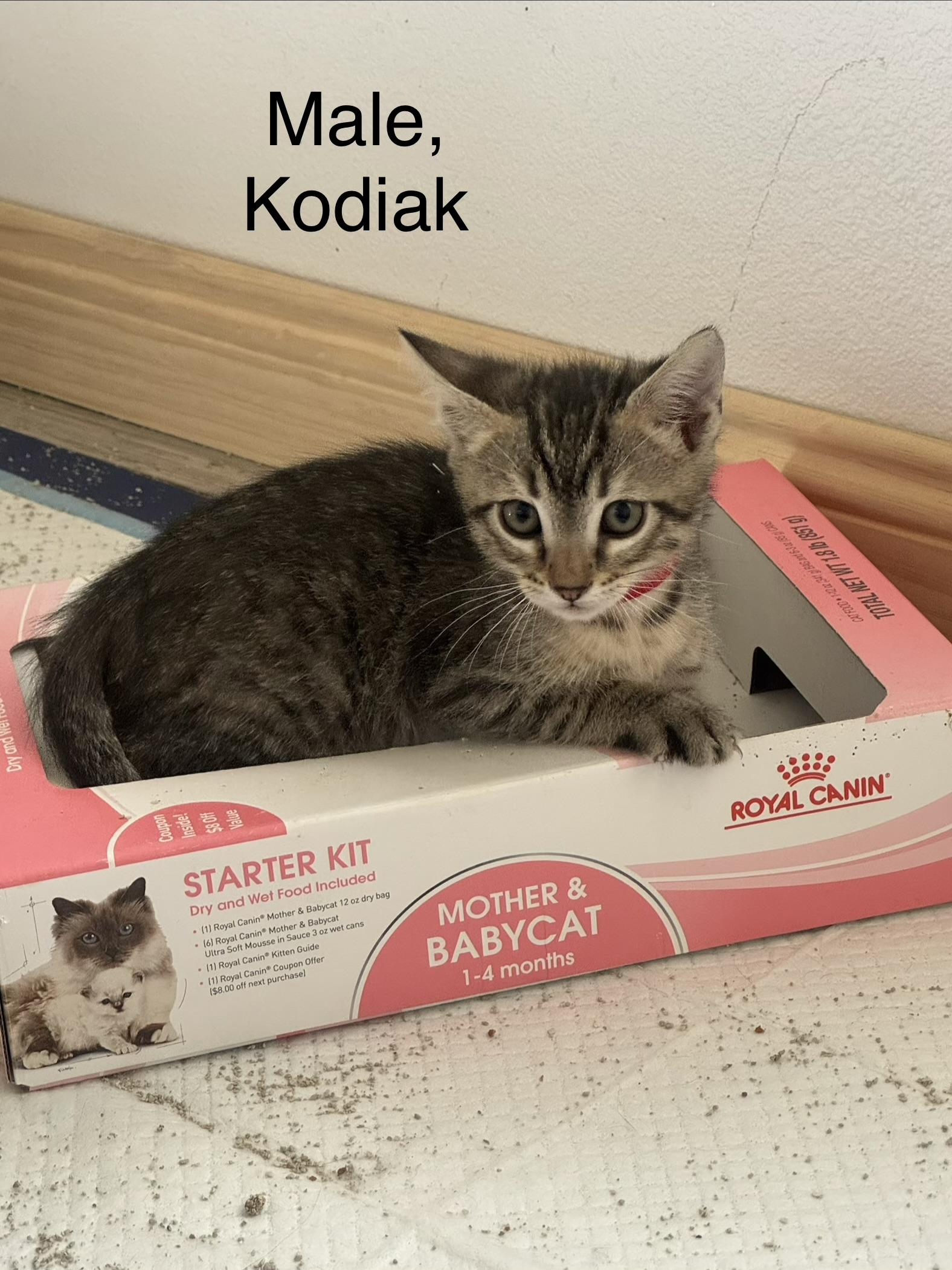Enlarge Kodiak (js/ao), a Adopted Domestic Short Hair in Los Angeles, CA image 1/3
