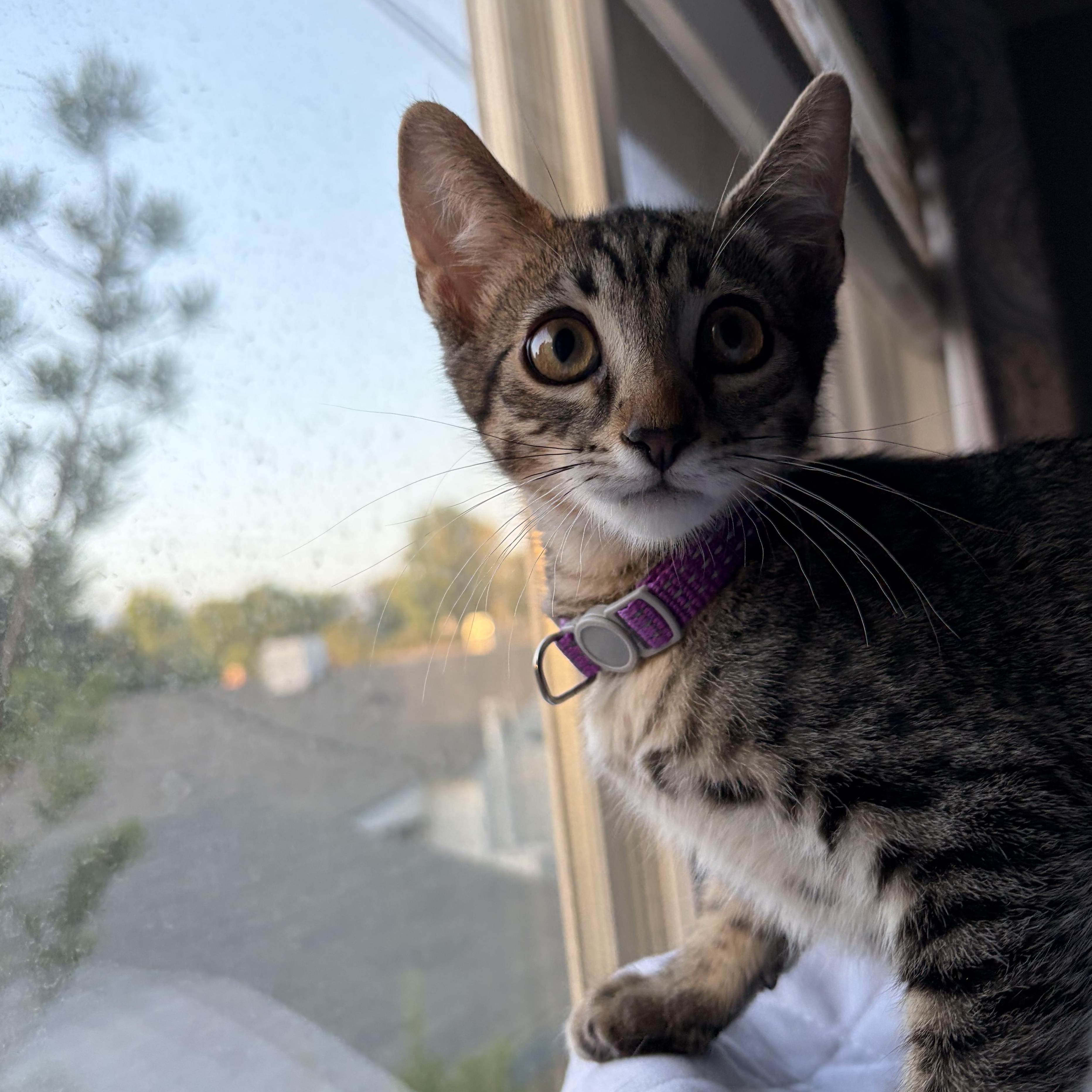 Enlarge Kodiak (js/ao), a Adopted Domestic Short Hair in Los Angeles, CA image 2/3