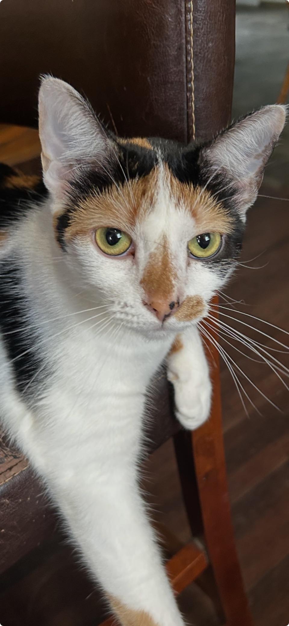 Enlarge Kaa, a Adoptable Domestic Short Hair in Milton, PA image 1/3