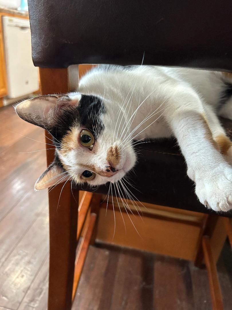 Enlarge Kaa, a Adoptable Domestic Short Hair in Milton, PA image 2/3