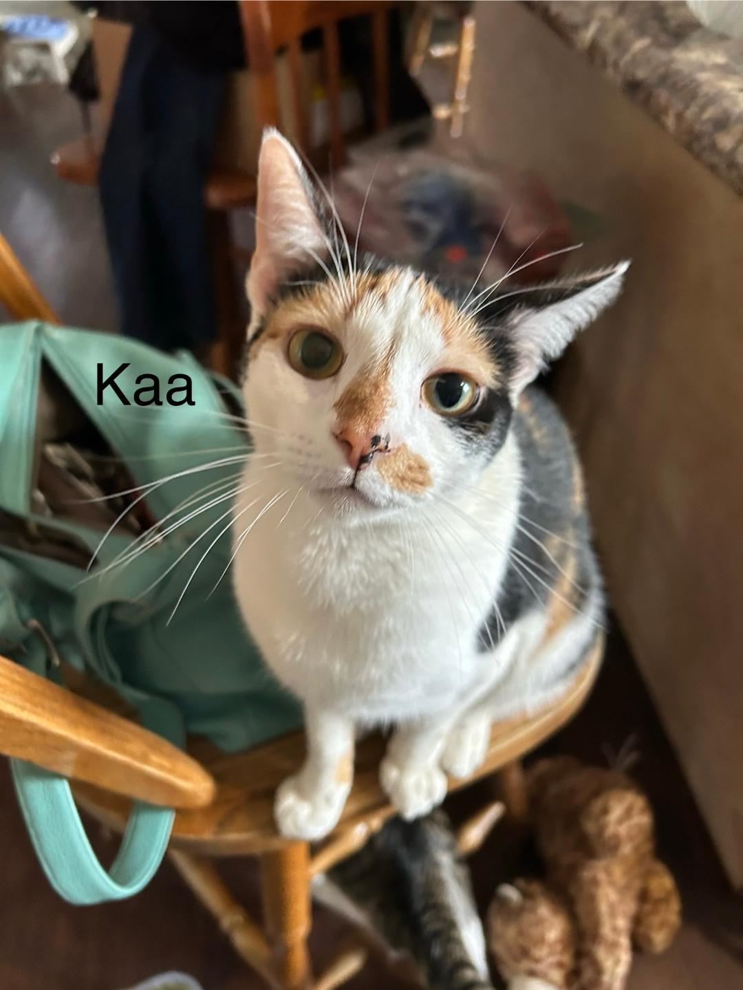 Enlarge Kaa, a Adoptable Domestic Short Hair in Milton, PA image 3/3
