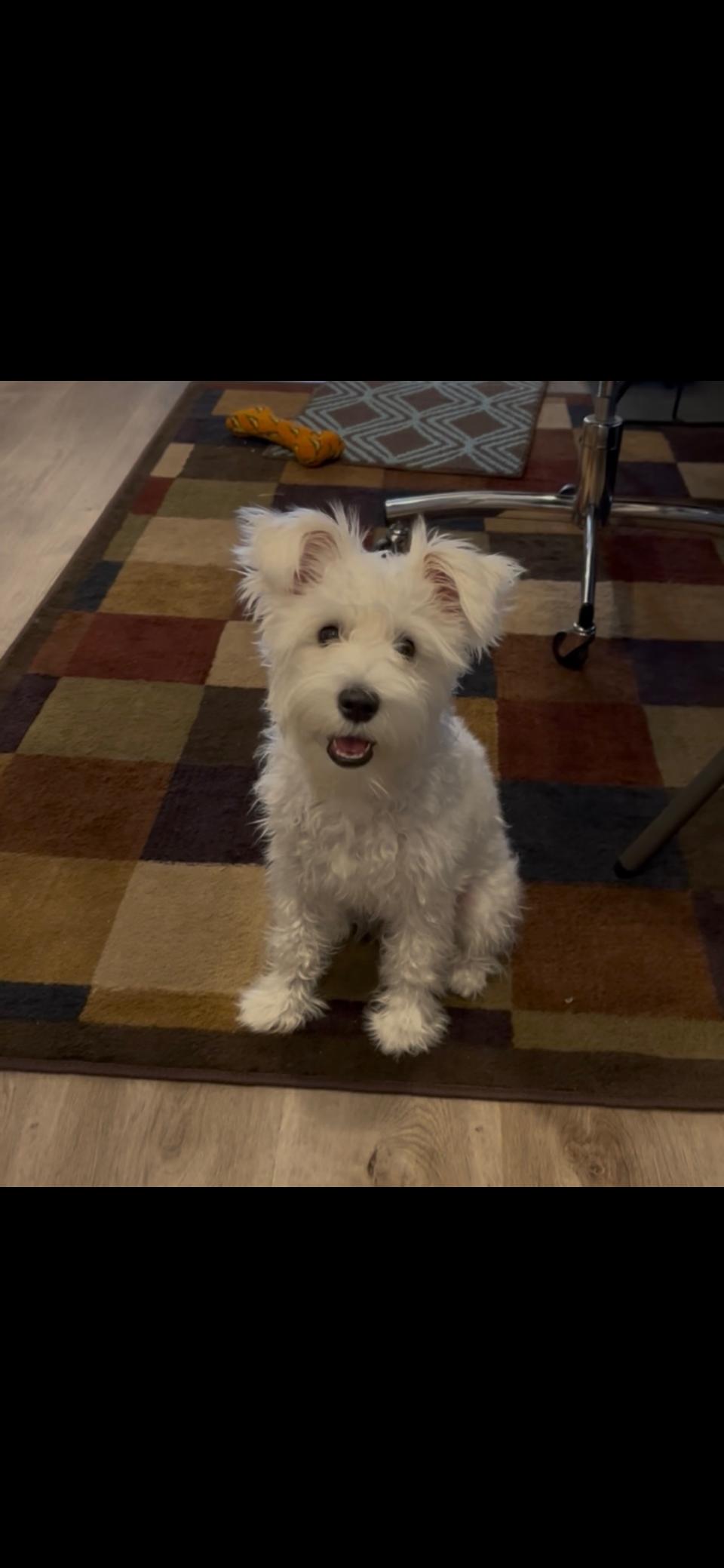 Enlarge Jasmine, an adopted Miniature Schnauzer in Las Vegas, NV image 1/3