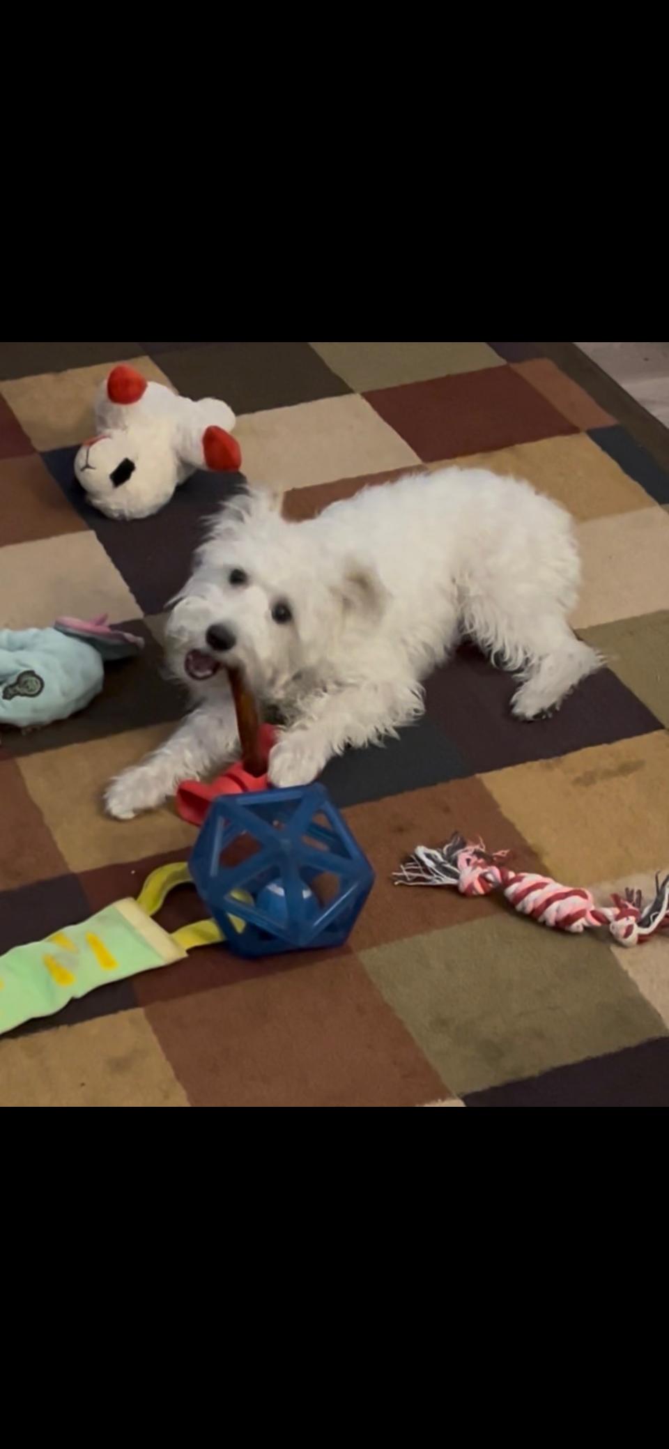 Enlarge Jasmine, an adopted Miniature Schnauzer in Las Vegas, NV image 2/3