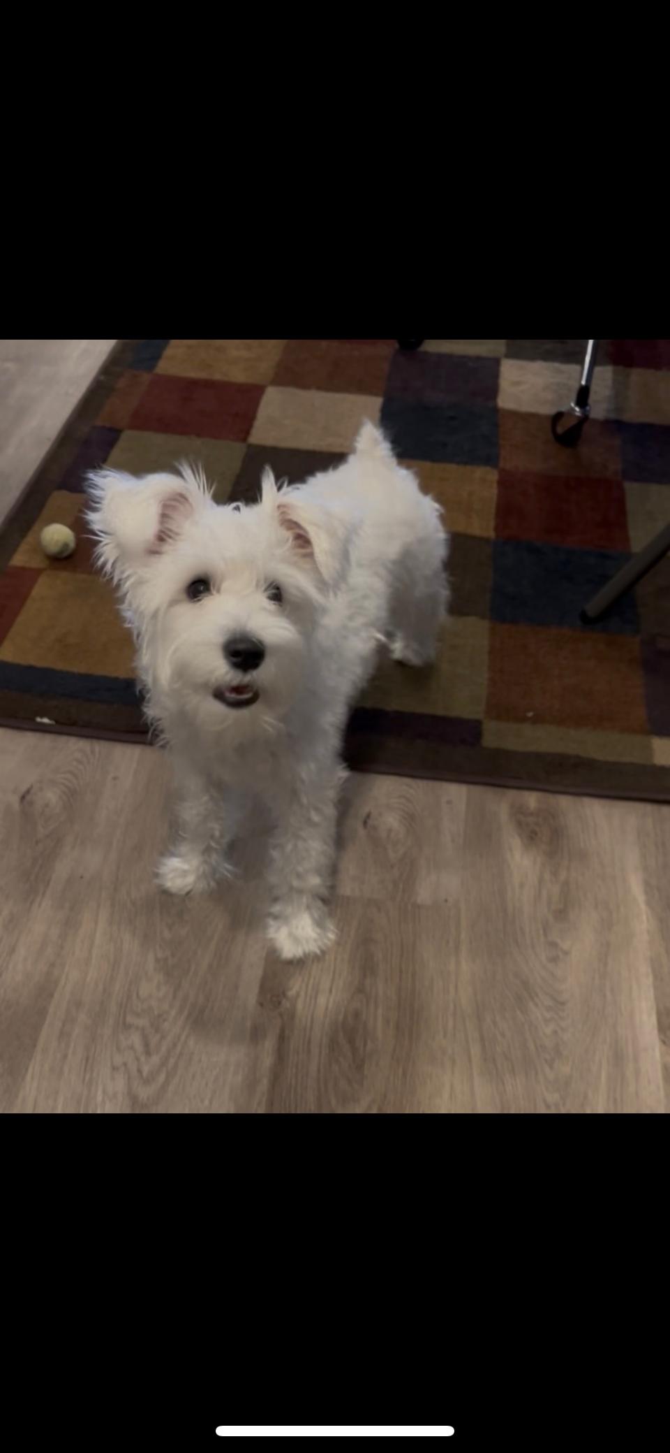 Enlarge Jasmine, an adopted Miniature Schnauzer in Las Vegas, NV image 3/3