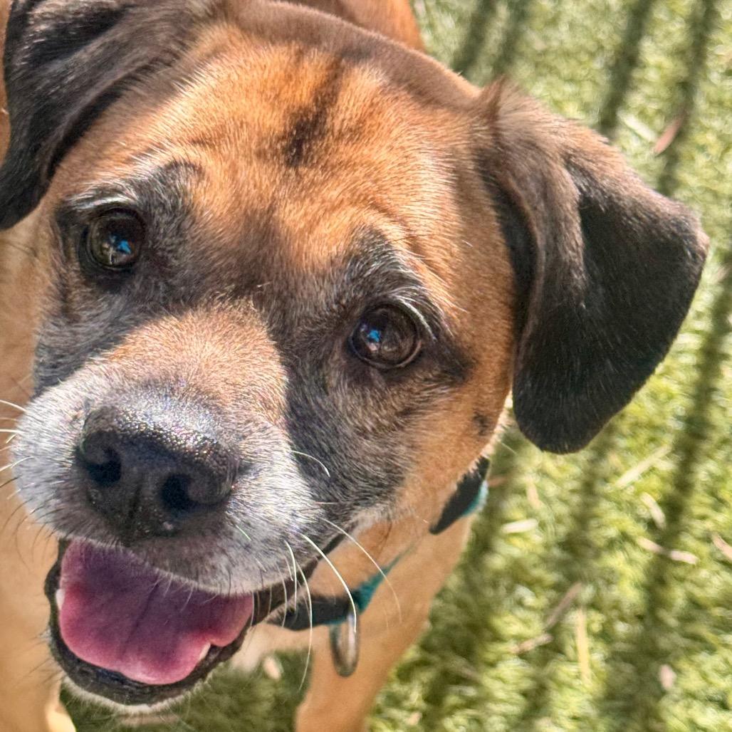Kylo - Chino Hills Location, Adoptable, Senior Male Pug & Beagle.