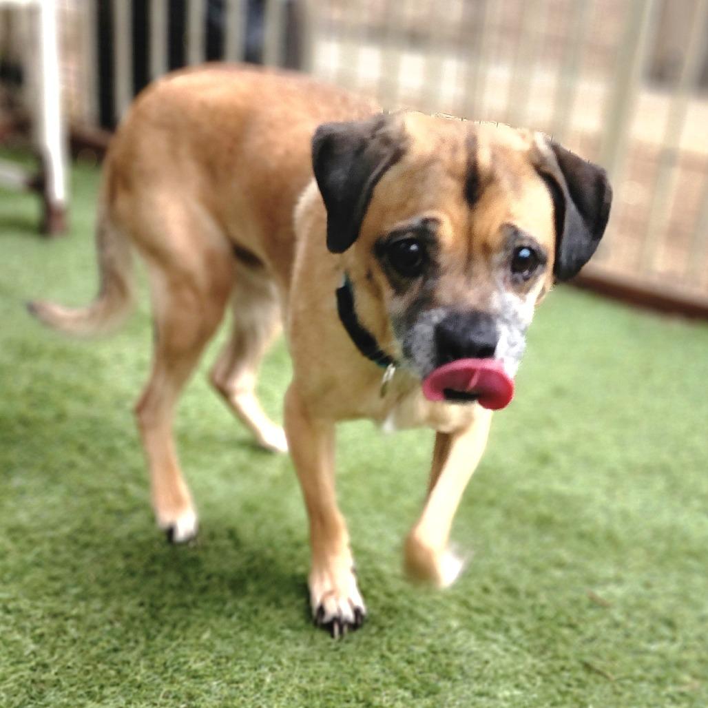 Kylo - Chino Hills Location, Adoptable, Senior Male Pug & Beagle.