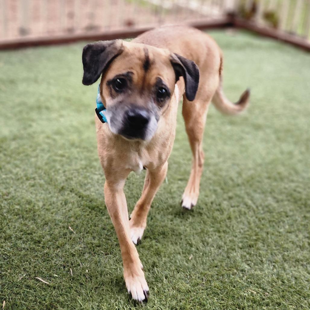 Enlarge Kylo - Chino Hills Location, a Adoptable mixed breed in Chino Hills, CA image 2/6