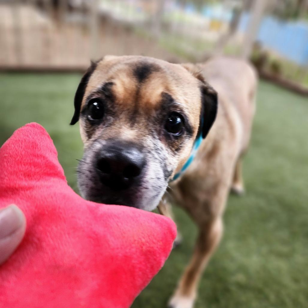 Enlarge Kylo - Chino Hills Location, a Adoptable mixed breed in Chino Hills, CA image 3/6