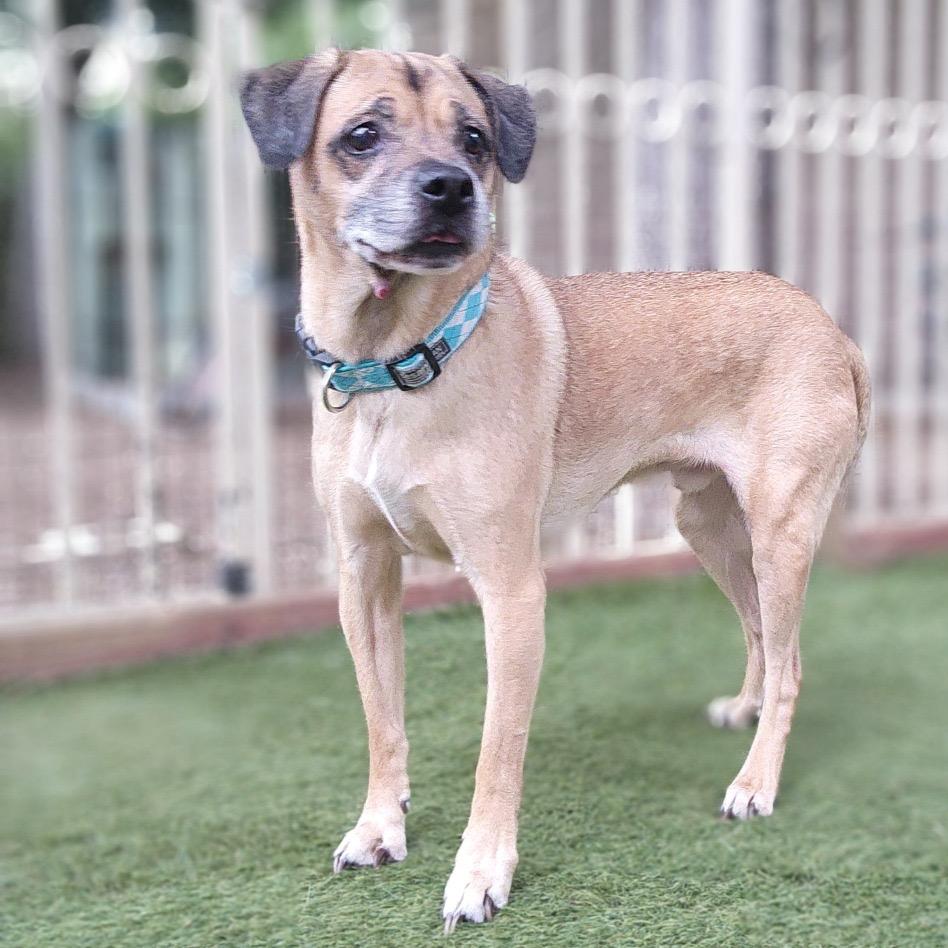 Enlarge Kylo - Costa Mesa Location, a Adoptable mixed breed in Chino Hills, CA image 4/6