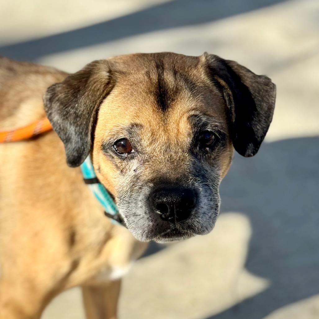 Enlarge Kylo - Chino Hills Location, a Adoptable mixed breed in Chino Hills, CA image 4/6