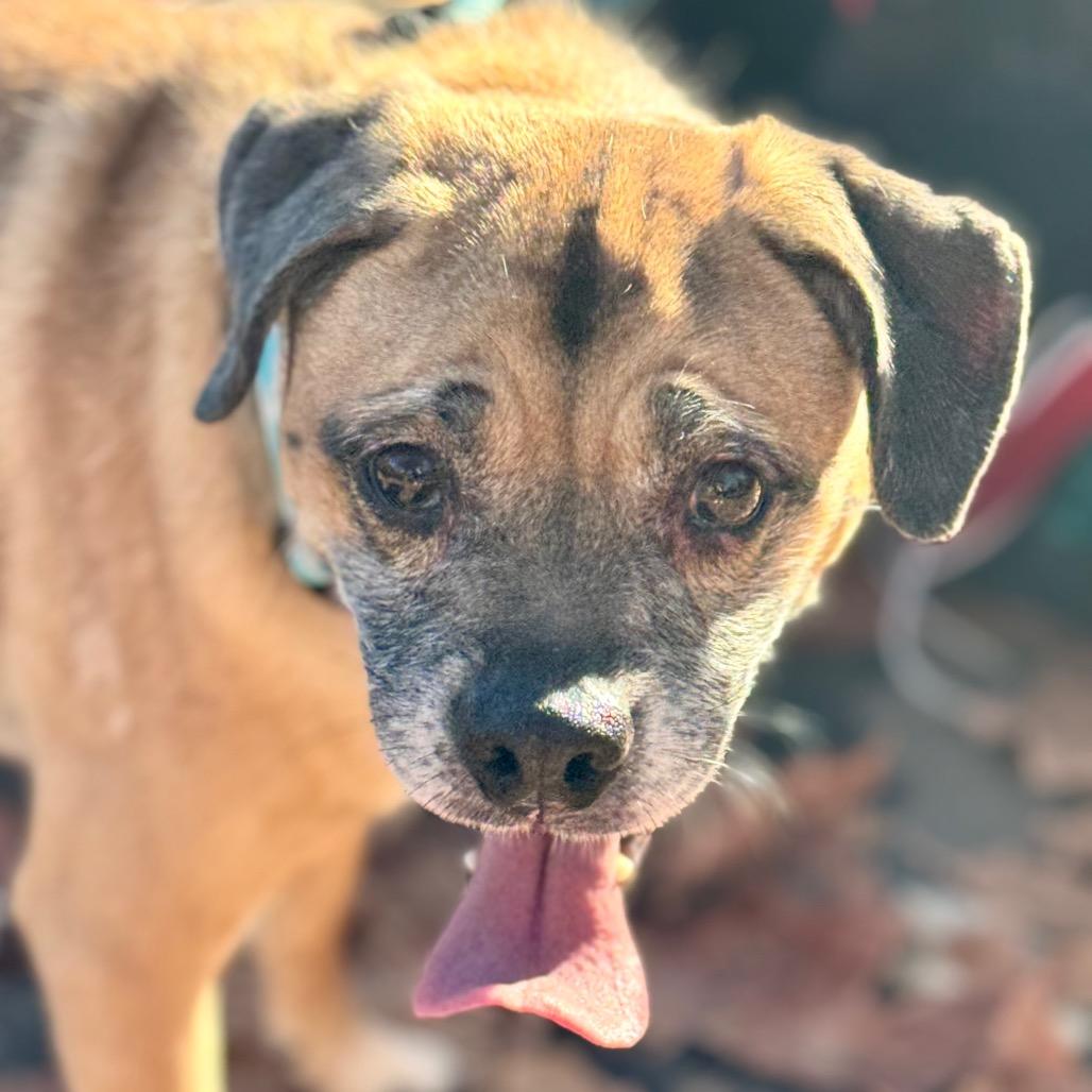 Enlarge Kylo - Chino Hills Location, a Adoptable mixed breed in Chino Hills, CA image 5/6