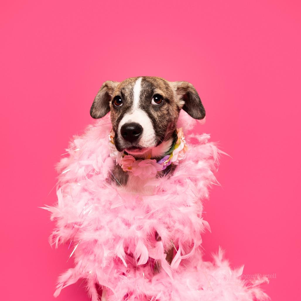 Carrigan — thumbnail 2