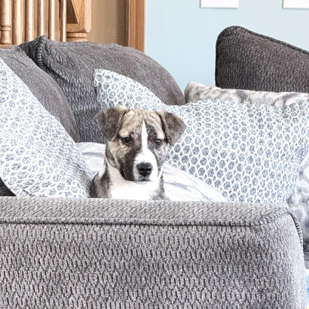 Carrigan — thumbnail 3