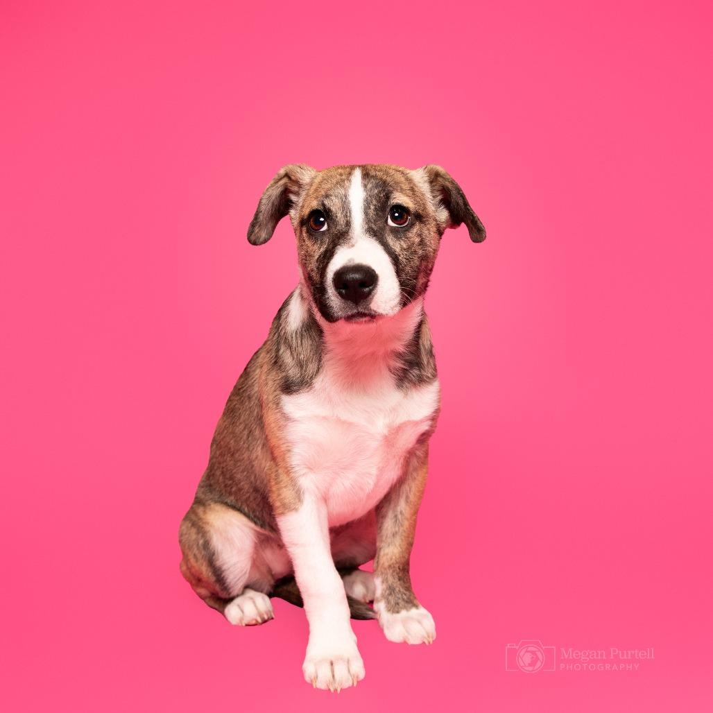 Carrigan — thumbnail 4