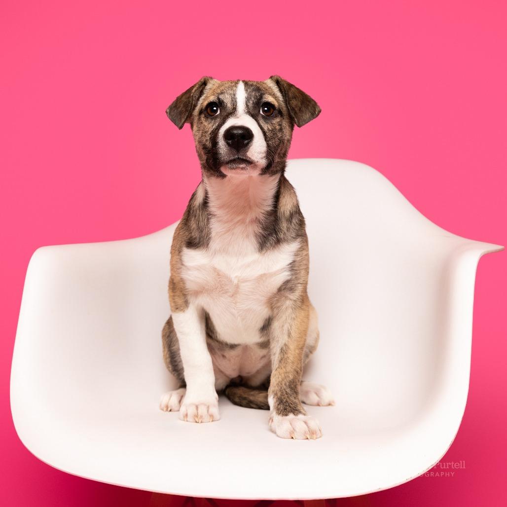 Carrigan — thumbnail 5