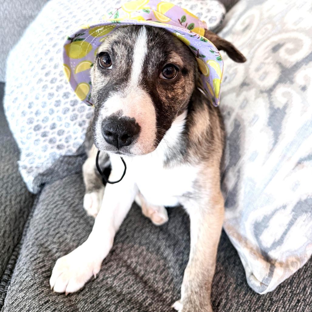 Carrigan — thumbnail 6