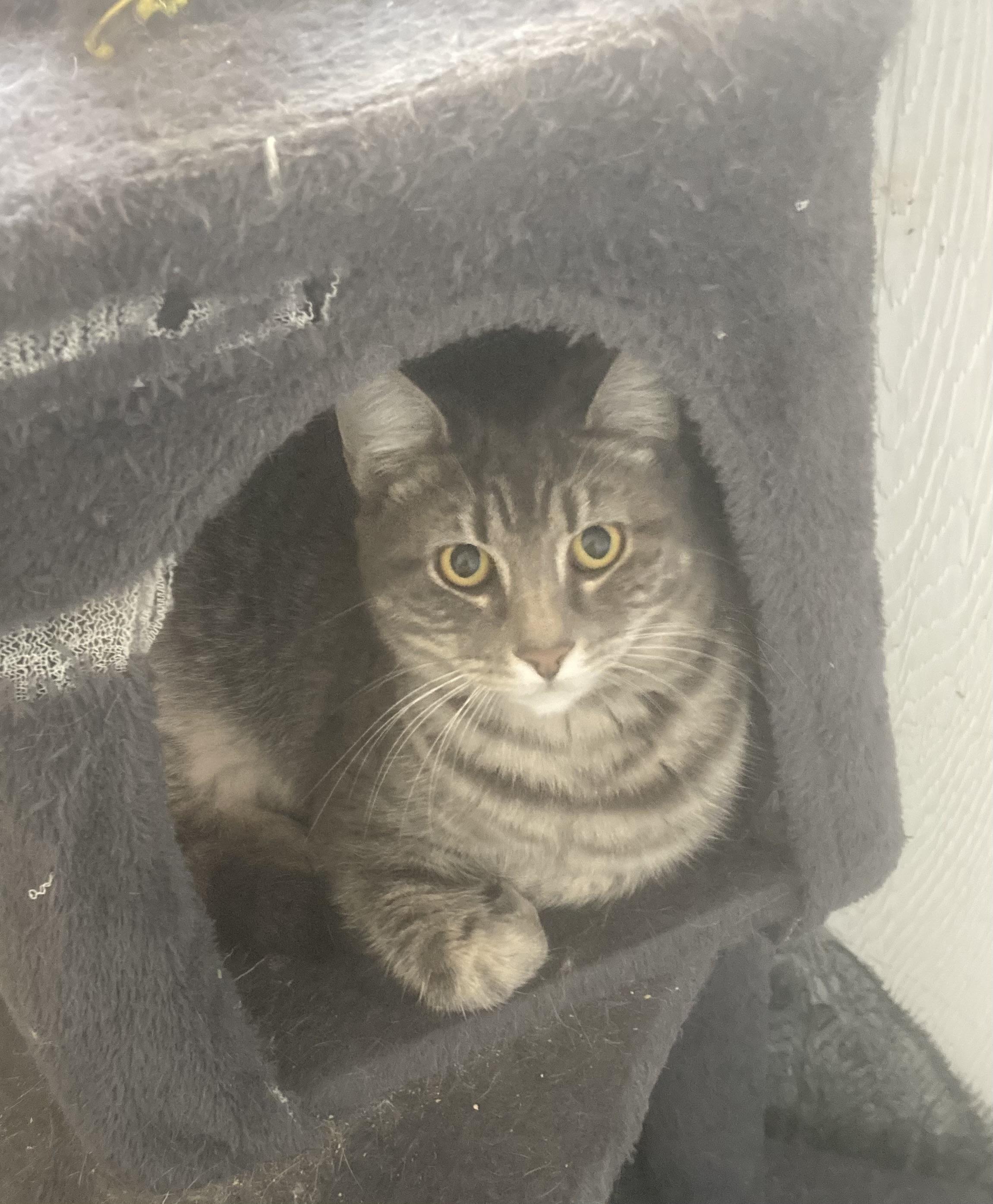 Dash, Adoptable, Young Female Domestic Short Hair.