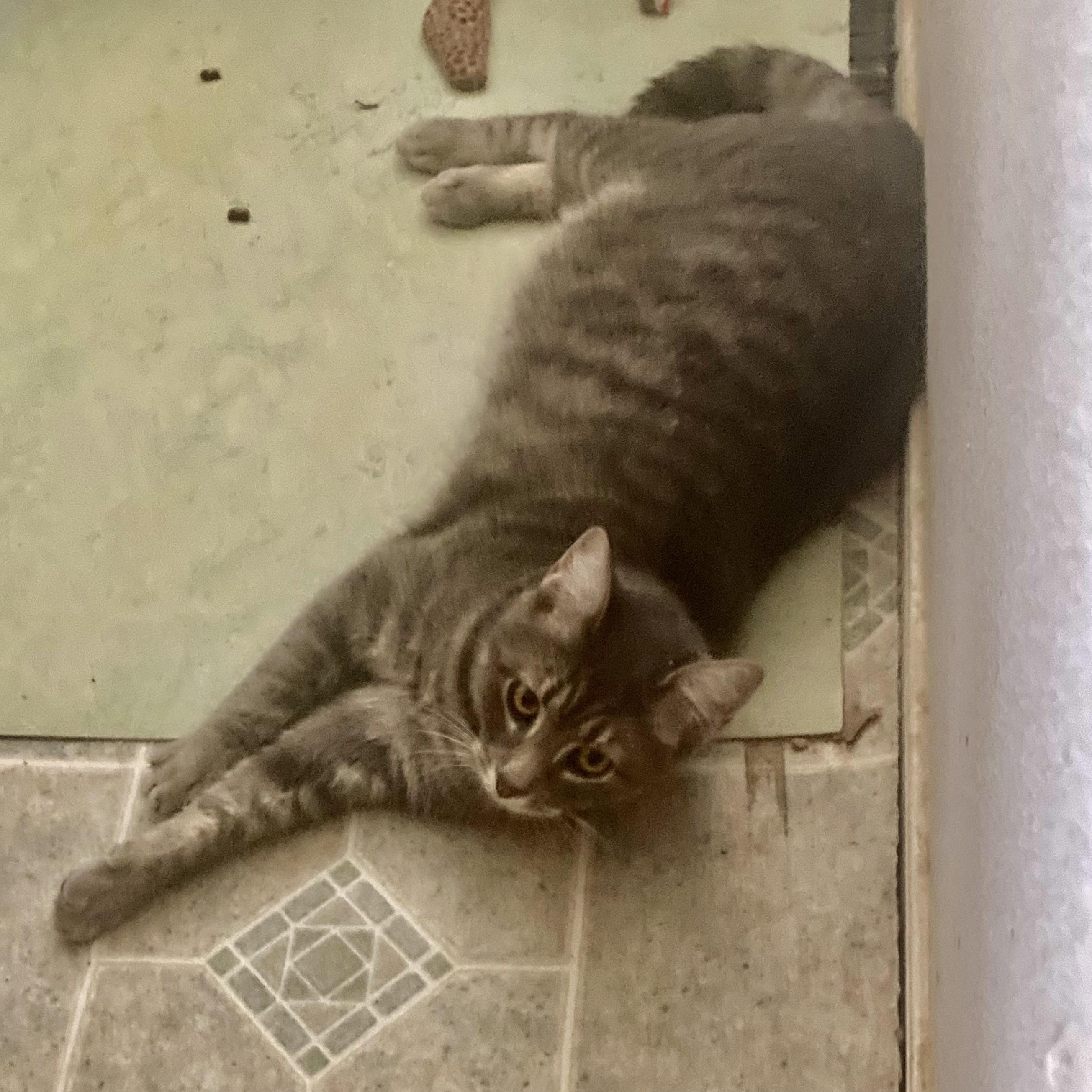 Enlarge Dash, a Adoptable Domestic Short Hair in Springfield, OR image 3/4