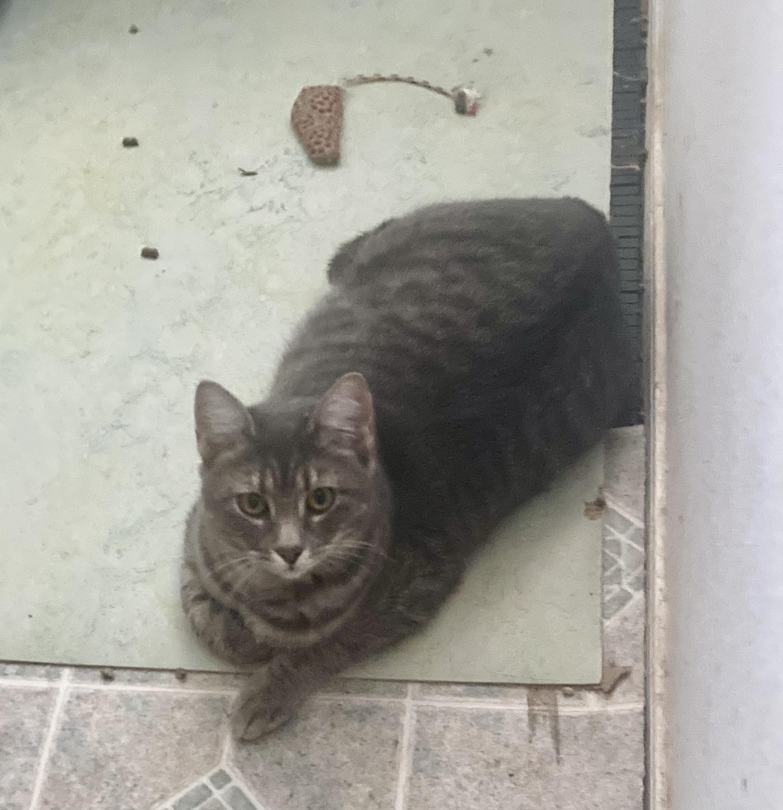 Enlarge Dash, a Adoptable Domestic Short Hair in Springfield, OR image 4/4