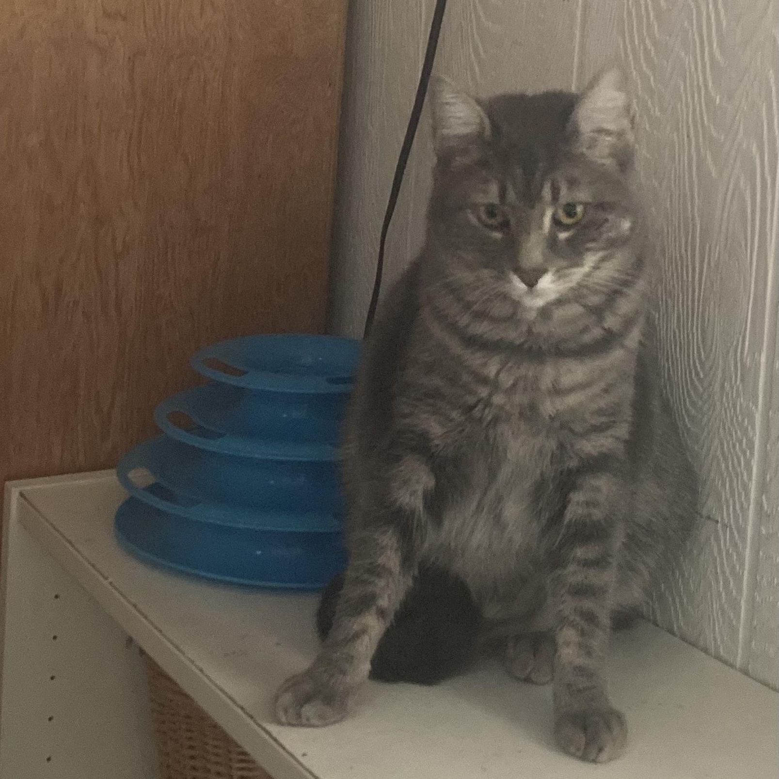Enlarge Dash, a Adoptable Domestic Short Hair in Springfield, OR image 2/4