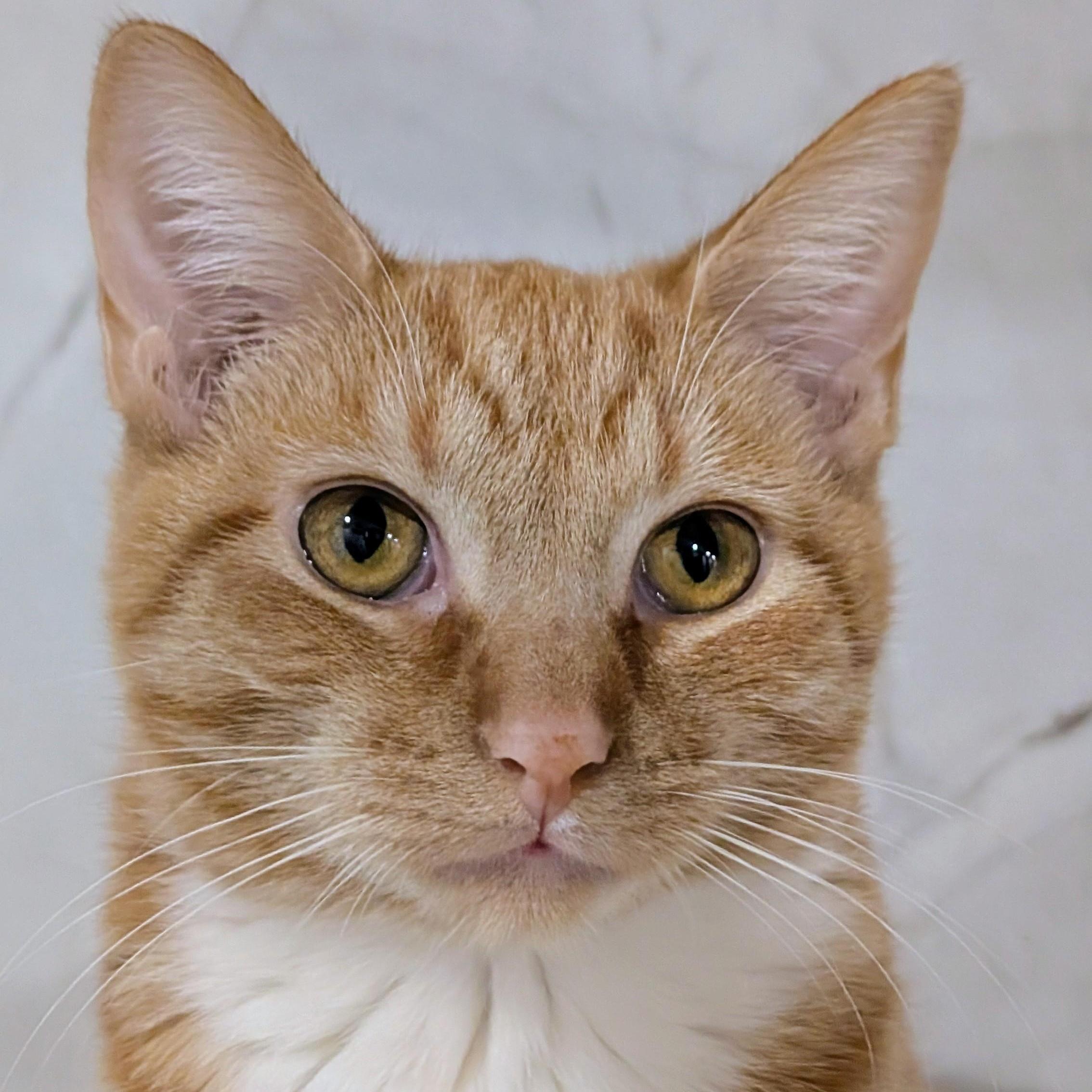 Buttercup, ADOPTABLE, Young Female Domestic Short Hair.