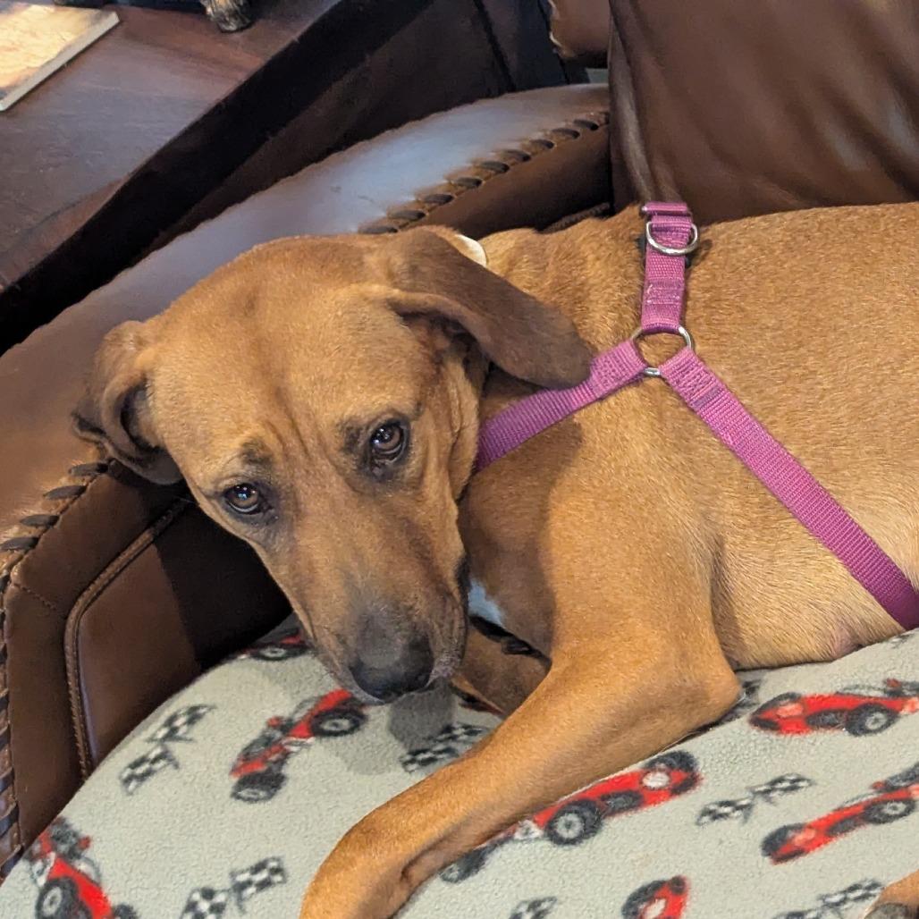 Enlarge Sweetie, a Adoptable Black Mouth Cur in Hattiesburg, MS image 1/6