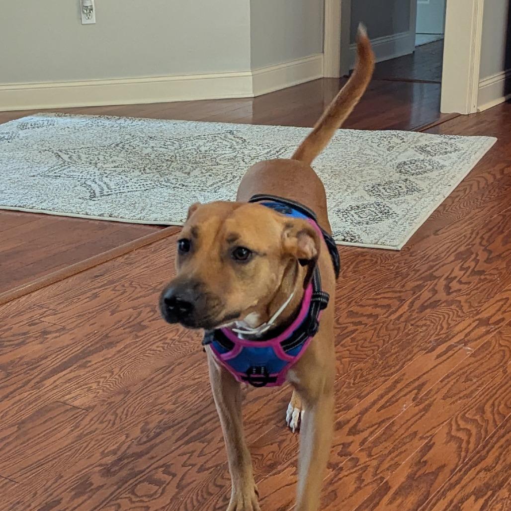 Enlarge Sweetie, a Adoptable Black Mouth Cur in Hattiesburg, MS image 2/6