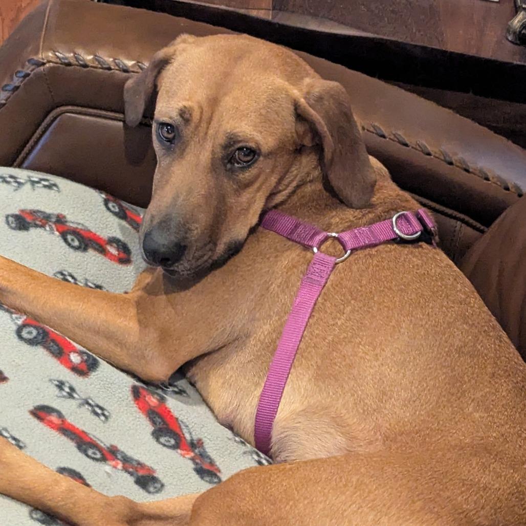 Enlarge Sweetie, a Adoptable Black Mouth Cur in Hattiesburg, MS image 4/6