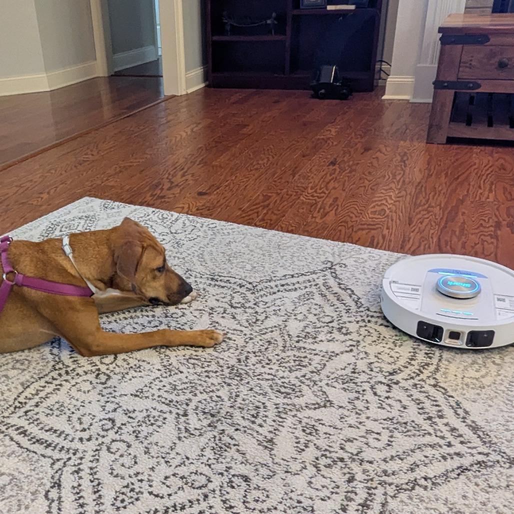 Enlarge Sweetie, a Adoptable Black Mouth Cur in Hattiesburg, MS image 5/6