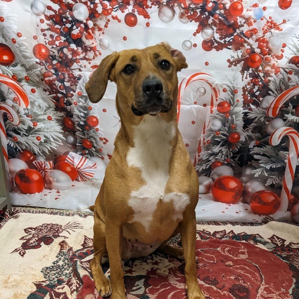 Enlarge Sweetie, a Adoptable Black Mouth Cur in Hattiesburg, MS image 6/6