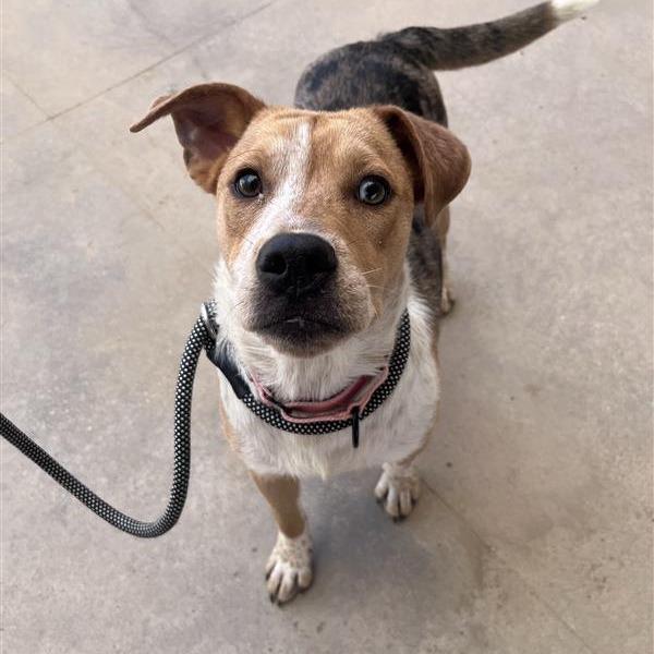 Enlarge Honey, a Adoptable Mixed Breed in Bentonville, AR image 1/6