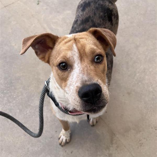 Enlarge Honey, a Adoptable Mixed Breed in Bentonville, AR image 2/6