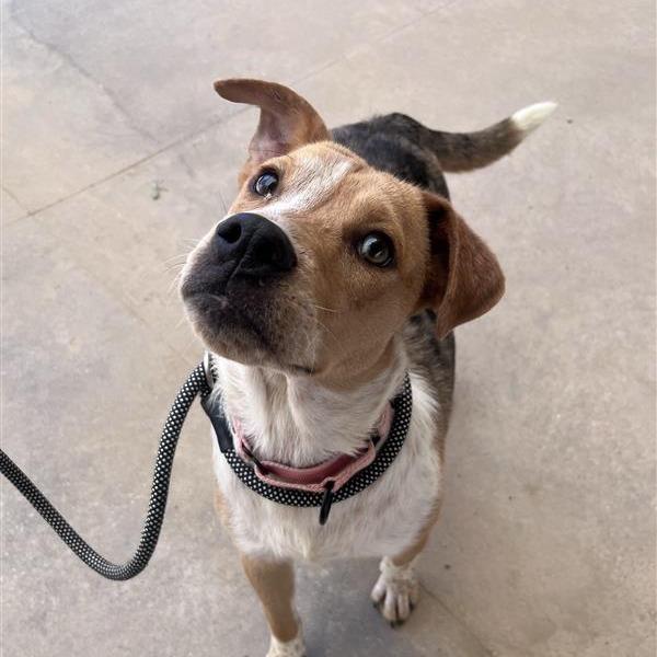 Enlarge Honey, a Adoptable Mixed Breed in Bentonville, AR image 3/6