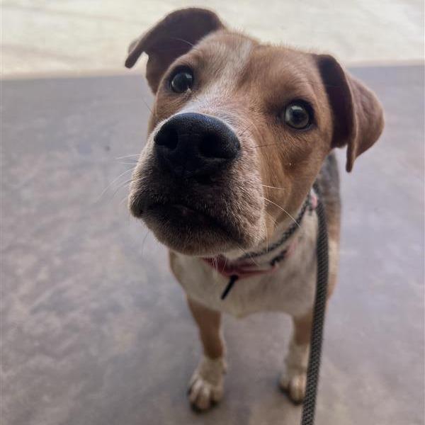 Enlarge Honey, a Adoptable Mixed Breed in Bentonville, AR image 4/6