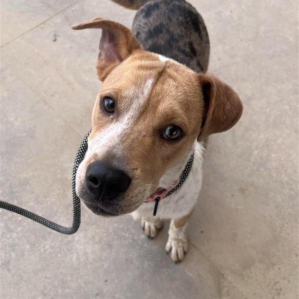 Enlarge Honey, a Adoptable Mixed Breed in Bentonville, AR image 5/6